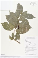 登錄號:BS02490藏品圖，第1張