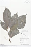 登錄號:BS02494藏品圖，第1張