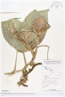 登錄號:BS02495藏品圖，第1張