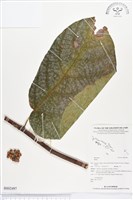 登錄號:BS02497藏品圖，第1張