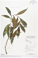 登錄號:BS02498藏品圖，第1張