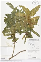 登錄號:BS02500藏品圖，第1張