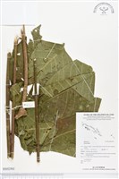 登錄號:BS02501藏品圖，第1張