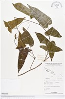 登錄號:BS02503藏品圖，第1張