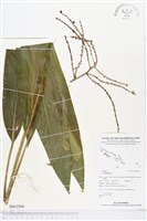 登錄號:BS02504藏品圖，第1張