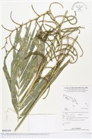 登錄號:BS02505藏品圖，第1張