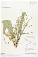 登錄號:BS02506藏品圖，第1張