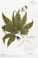 登錄號:BS02507藏品圖，第1張