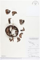 登錄號:BS02508藏品圖，第1張