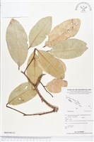 登錄號:BS02508藏品圖，第2張