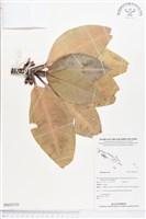 登錄號:BS02510藏品圖，第1張