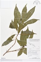 登錄號:BS02512藏品圖，第1張