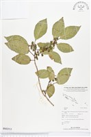 登錄號:BS02513藏品圖，第1張