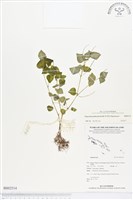 草胡椒藏品圖，第1張