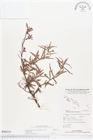 水丁香藏品圖，第1張