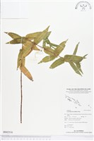 糯米團藏品圖，第1張