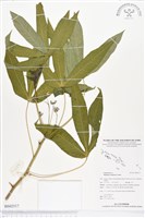 樹薯、木薯藏品圖，第1張