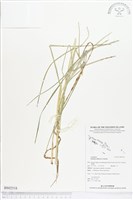 牛筋草藏品圖，第1張