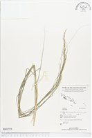 登錄號:BS02519藏品圖，第1張