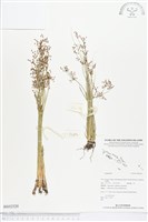 登錄號:BS02520藏品圖，第1張