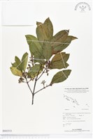 登錄號:BS02521藏品圖，第1張