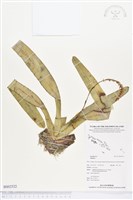 登錄號:BS02522藏品圖，第1張