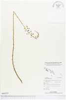 登錄號:BS02523藏品圖，第1張