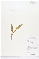 登錄號:BS02524藏品圖，第1張