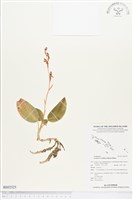 綠花斑葉蘭、鳥喙斑葉蘭藏品圖，第1張