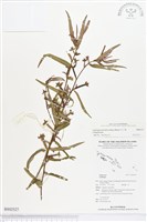 水丁香藏品圖，第1張