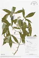 樹薯、木薯藏品圖，第1張
