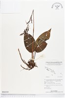 登錄號:BS02529藏品圖，第1張