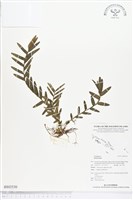 登錄號:BS02530藏品圖，第1張