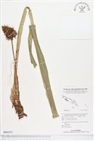 登錄號:BS02531藏品圖，第1張