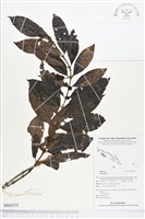 登錄號:BS02532藏品圖，第1張