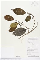 登錄號:BS02533藏品圖，第1張