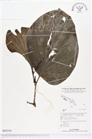 登錄號:BS02536藏品圖，第1張