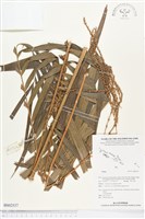 登錄號:BS02537藏品圖，第1張