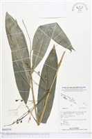 登錄號:BS02539藏品圖，第1張