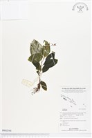 登錄號:BS02540藏品圖，第1張