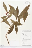 登錄號:BS02541藏品圖，第1張