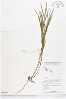 登錄號:BS02543藏品圖，第1張