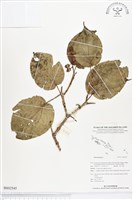 登錄號:BS02545藏品圖，第1張