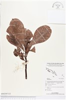 登錄號:BS02547藏品圖，第2張