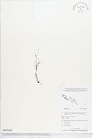 登錄號:BS02548藏品圖，第1張