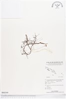 登錄號:BS02549藏品圖，第1張