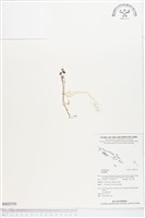 登錄號:BS02550藏品圖，第1張