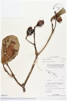 登錄號:BS02551藏品圖，第1張