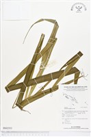 桔梗蘭藏品圖，第1張