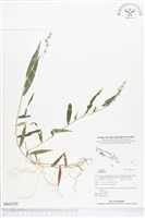 登錄號:BS02555藏品圖，第1張